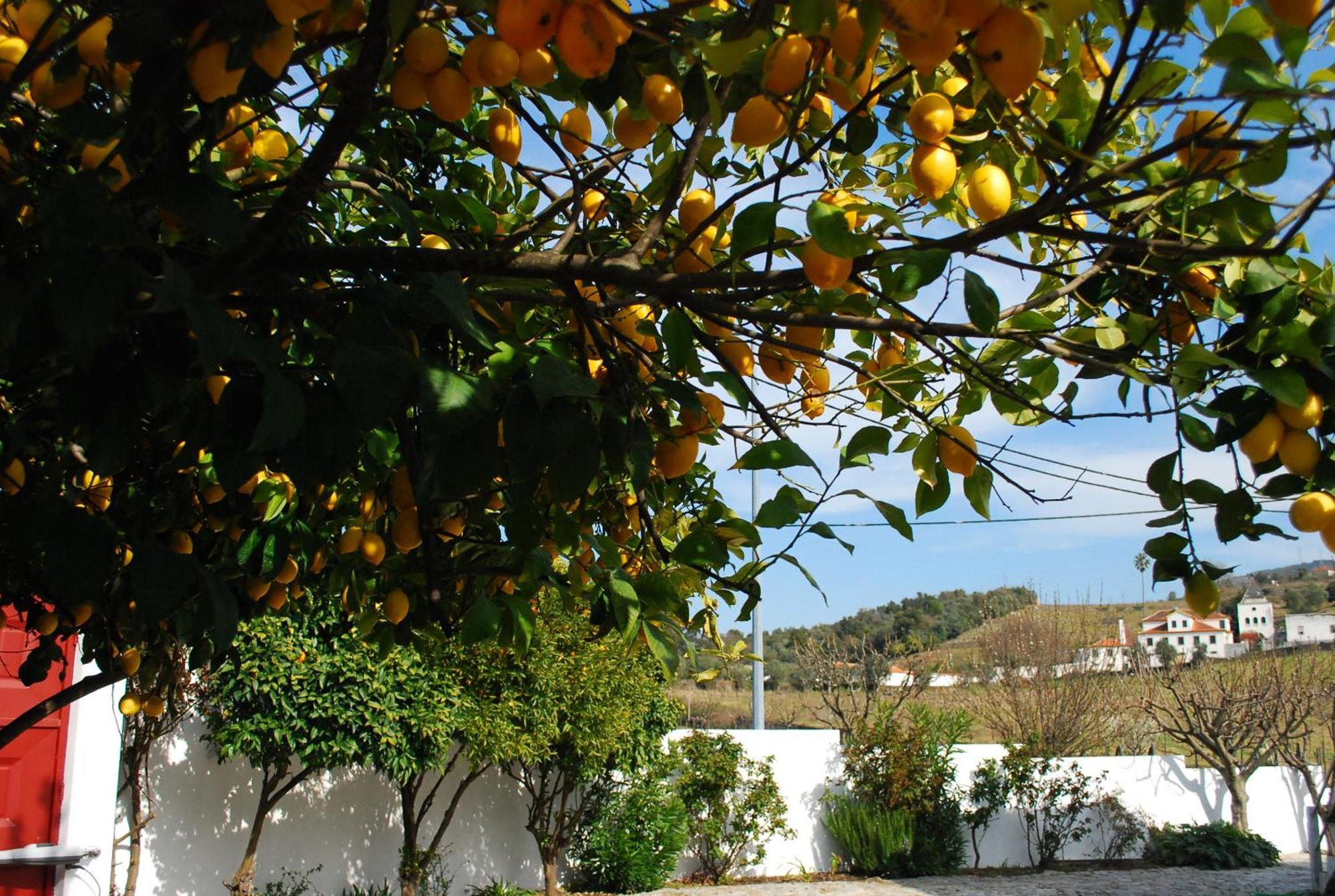 Casa Relogio De Sol Villa Lamego Kültér fotó